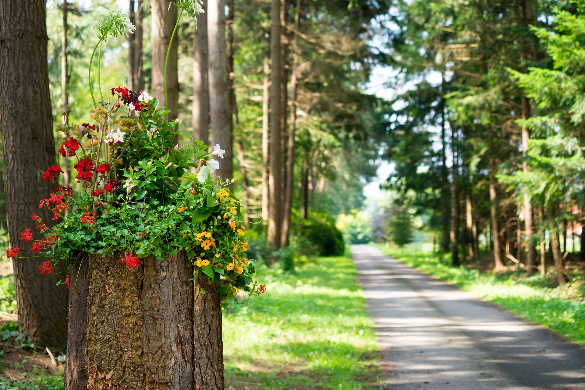 Ayurveda Twente natuurlijke omgeving